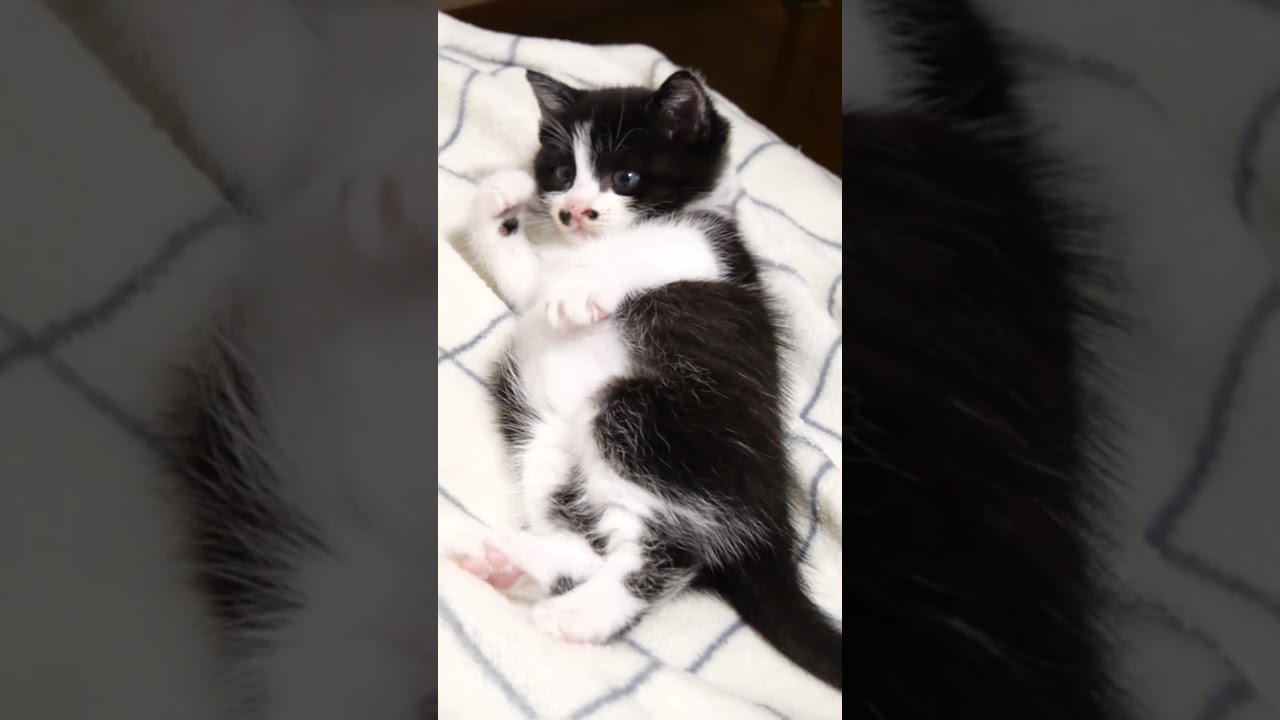 食べ過ぎた子猫のボディがムッチムッチに？#gatto #kitten #子ネコ #meow #保護猫