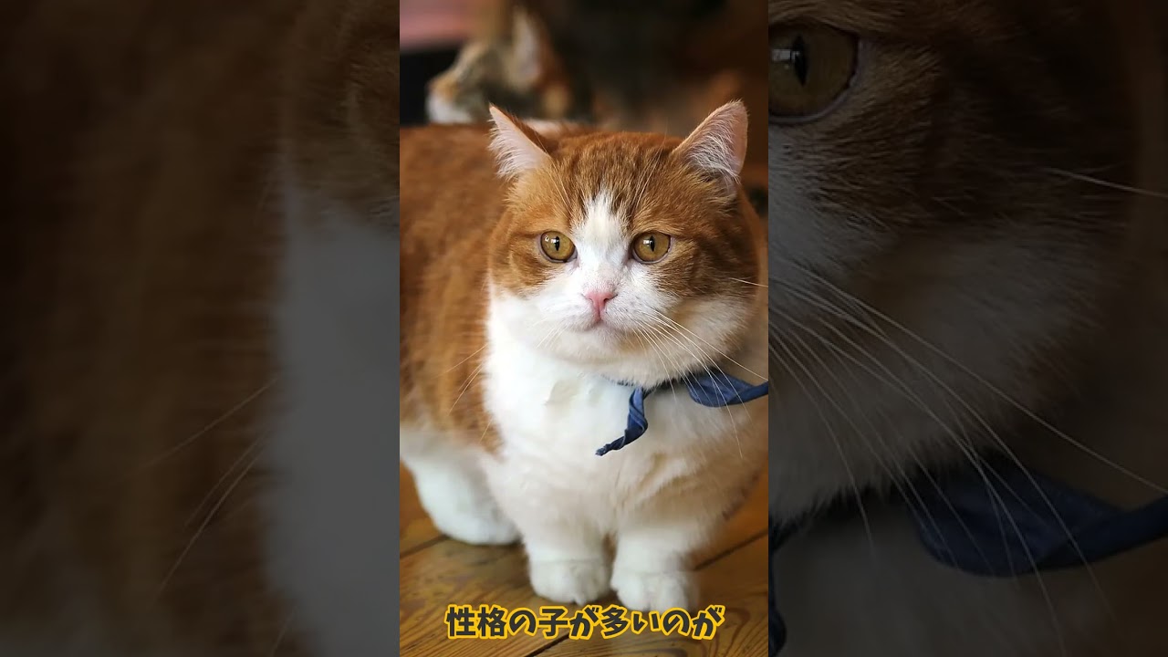 【ちょこん足で世界を魅了！マンチカンの歴史をヨチヨチ探検】 @Utatane.L  #ショート動画 #shorts #可愛い #歴史探訪 #マンチカン #ねこのいる生活