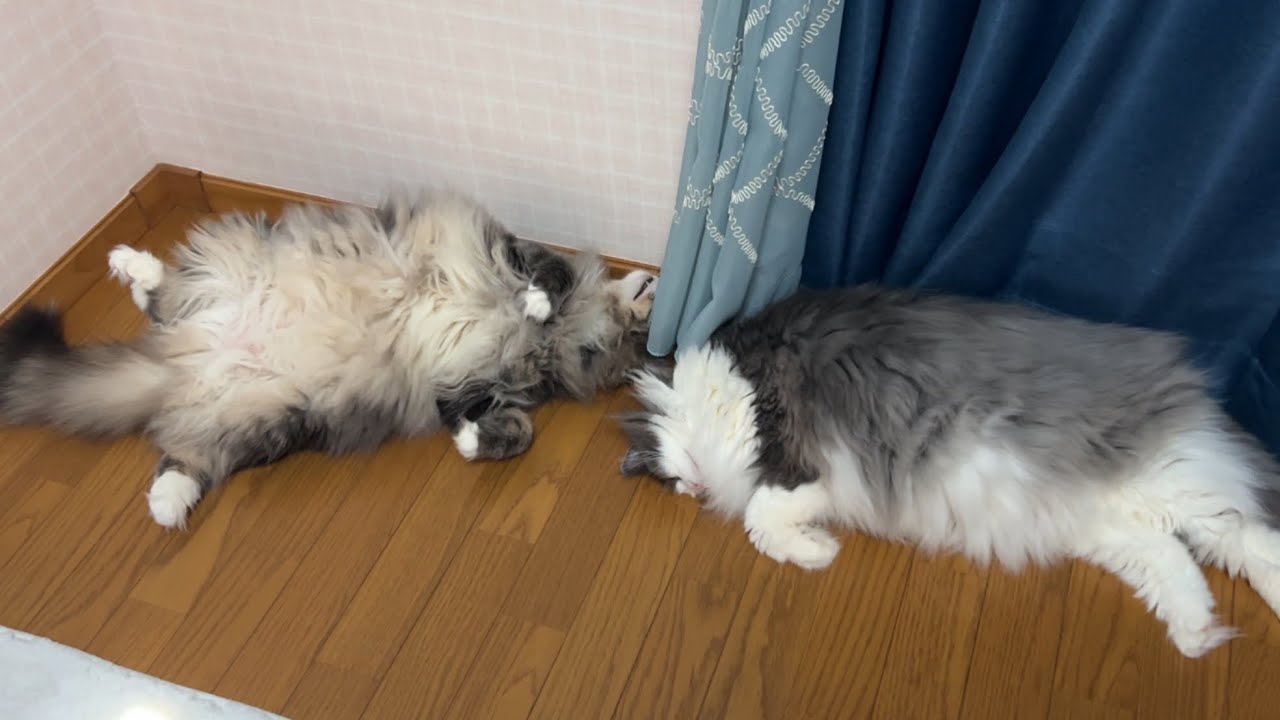 【日常♪】大好きなお兄ちゃんとゴロゴロしたいノルウェージャンフォレストキャットwww