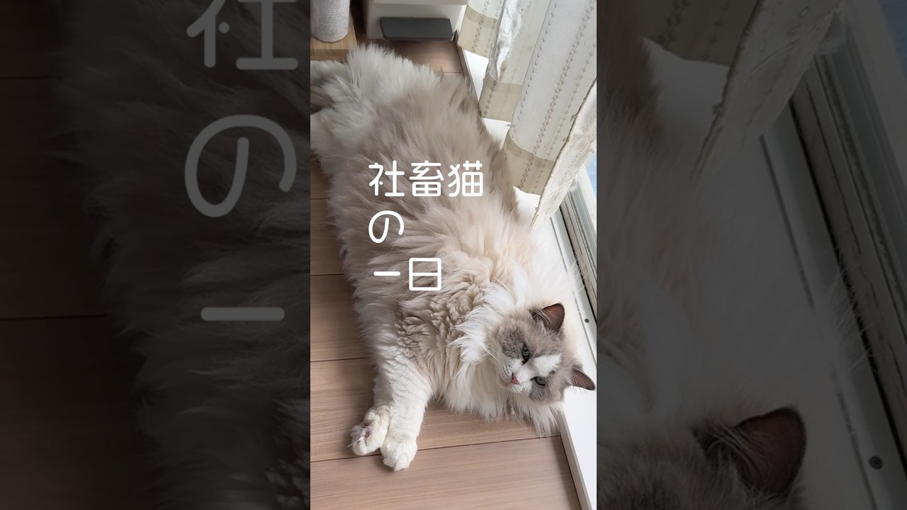 社畜猫の一日｜朝から晩までフル稼働。なのに可愛い。【癒し×ネタ動画】#shorts #ラグドール