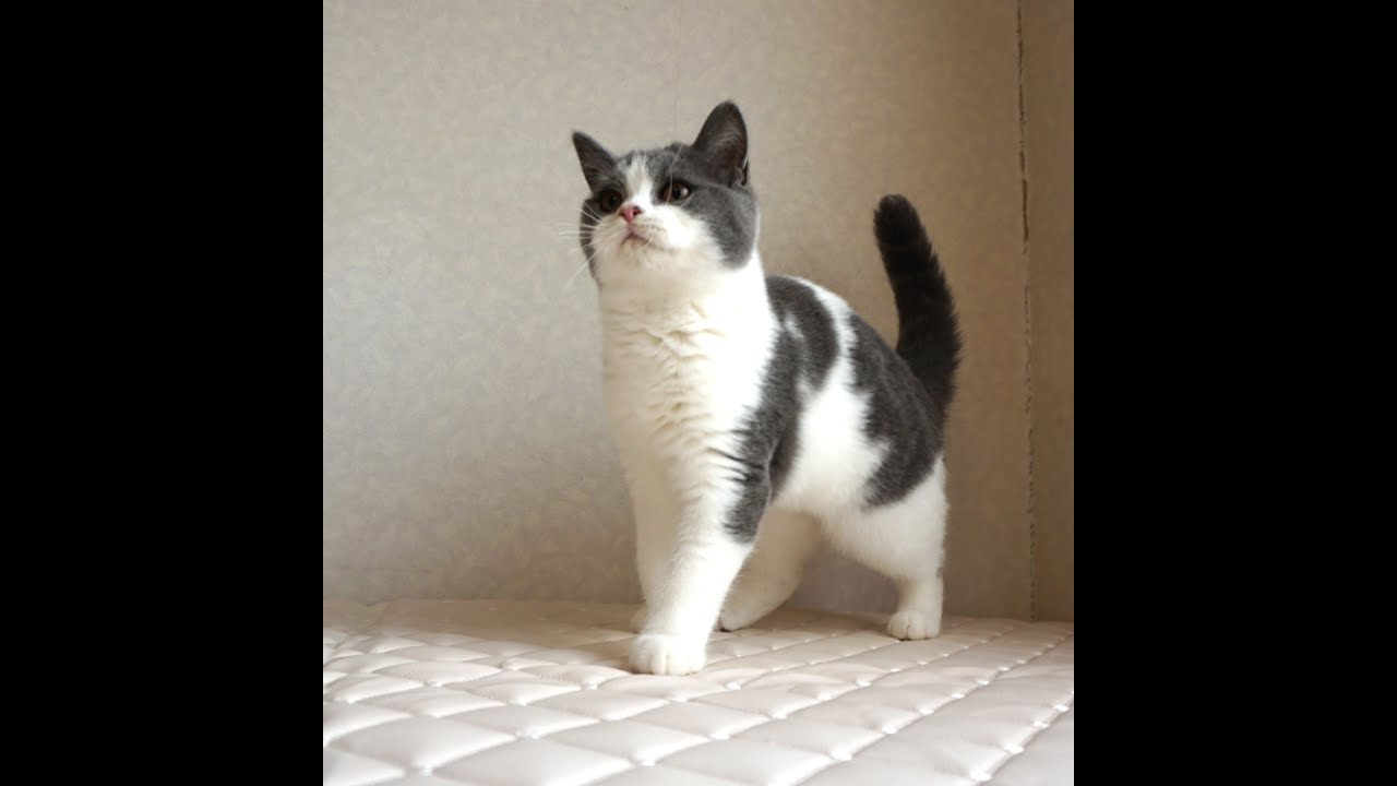 ブリティッシュショートヘアー子猫　British Shorthair　2024.12.18産まれ　ブルー＆ホワイト　男の子　シーダキャット猫のお店