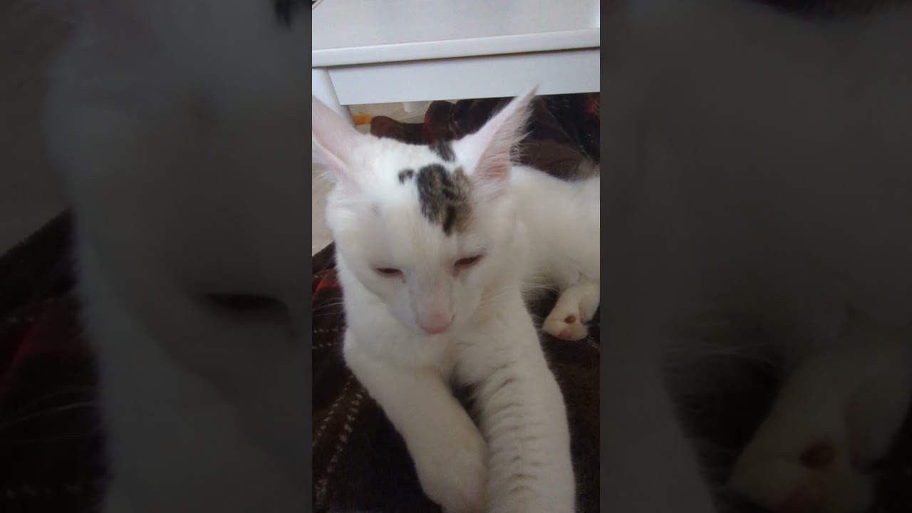 甘えん坊モード/Clingy mode.#保護猫 #ターキッシュバン #Turkish Van