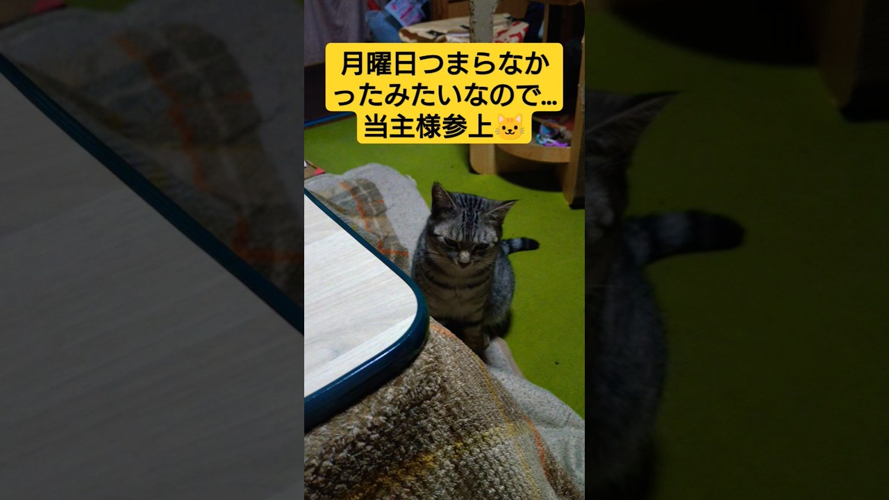 再生が激減とな…妾自ら出るぞ！火曜…満を持して【五毛作のスフィンクス】推して参る！！！#保護猫 #スフィンクス#猫のいる暮らし