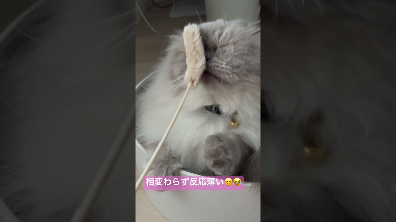久しぶりにタップチャレンジしたヒマラヤンのマーベル🐈🐾 #猫のいる暮らし #cat #ねこ #猫好きさんと繋がりたい #かしわねこ #shorts