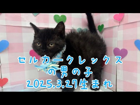 ペットプラザ広島祇園店　セルカークレックス　2503798