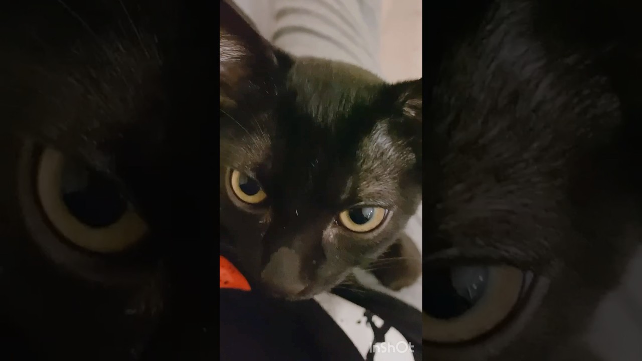 抗議が可愛すぎる子猫　#黒猫  #ボンベイ #cat #猫のいる暮らし #ねこ #子猫 #bombay #ねこのいる生活 #猫