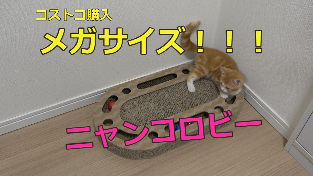 【スコティッシュフォールド】メガサイズ☆ニャンコロビー☆