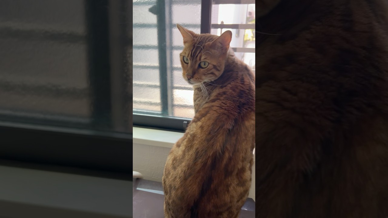 2人で仲良くニャルソックス😸😸#癒し動画 #cat #cute #ocicat #bengalcat #ニャルソック#ねこのいる暮らし #ベンガル #ねこ