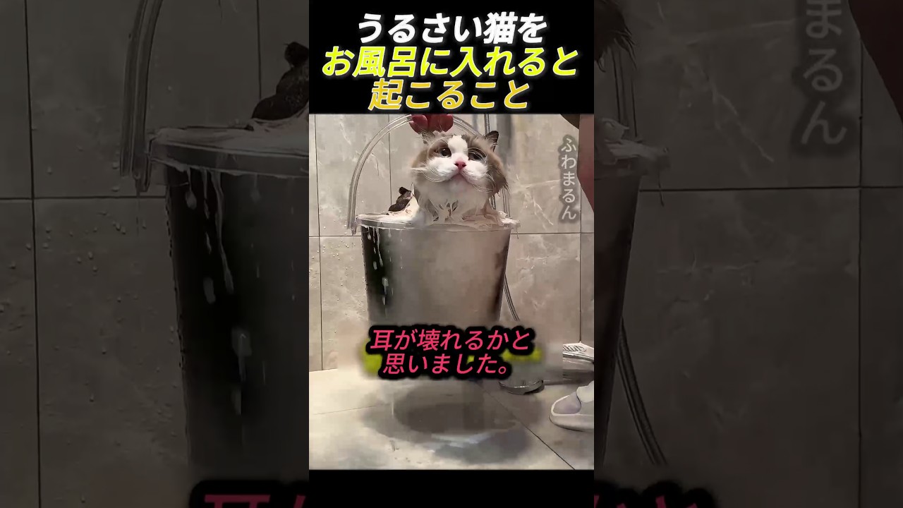 うるさい猫をお風呂に入れると起こること        #動物 #猫 #可愛い猫 #猫の鳴き声 #猫の鳴き声 #にゃんこ