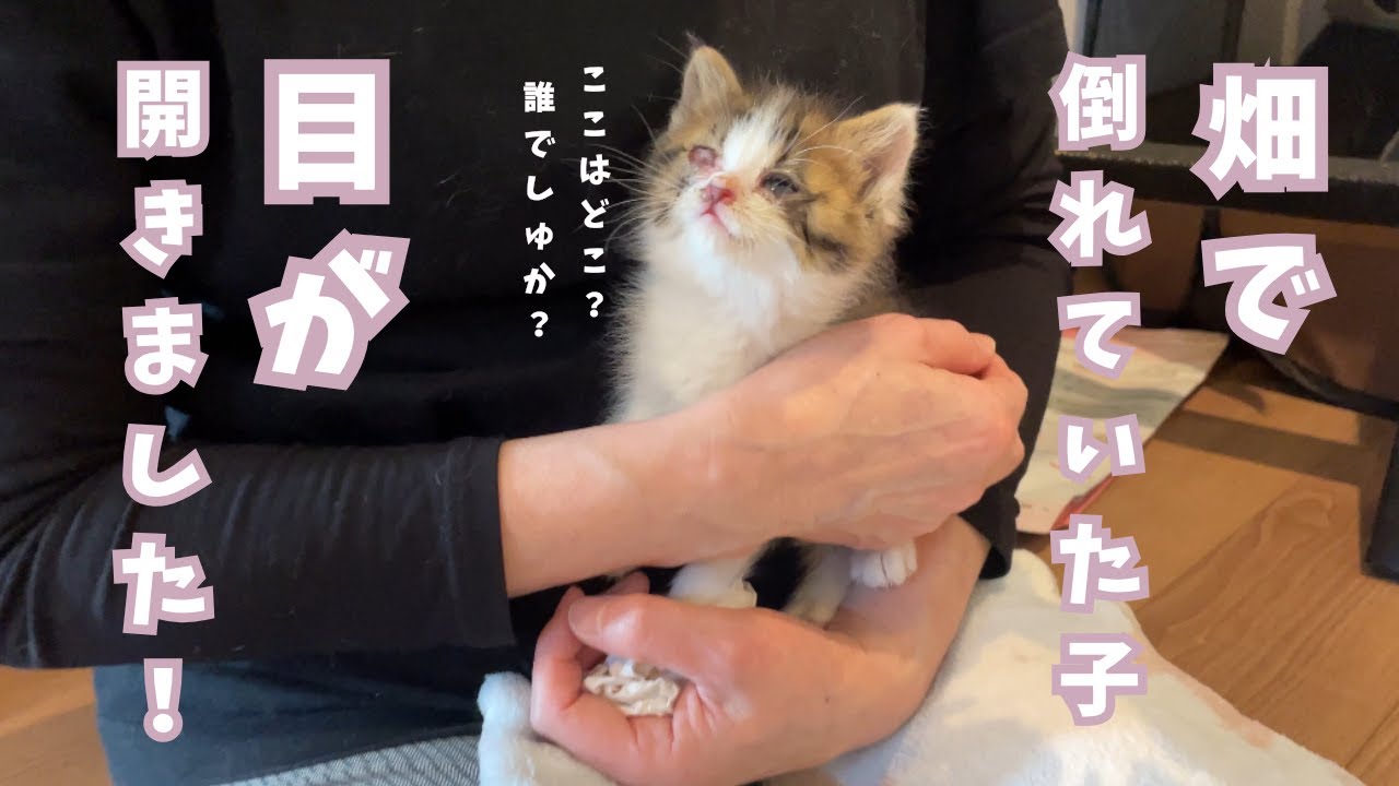 【畑で倒れていた子猫】保護2日目。可愛いこちゃんのお顔公開！