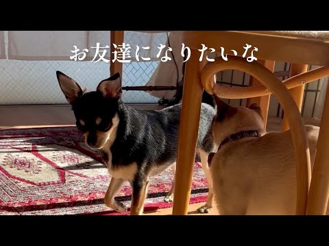 トンキニーズとチワワは友達になれるのか？😃