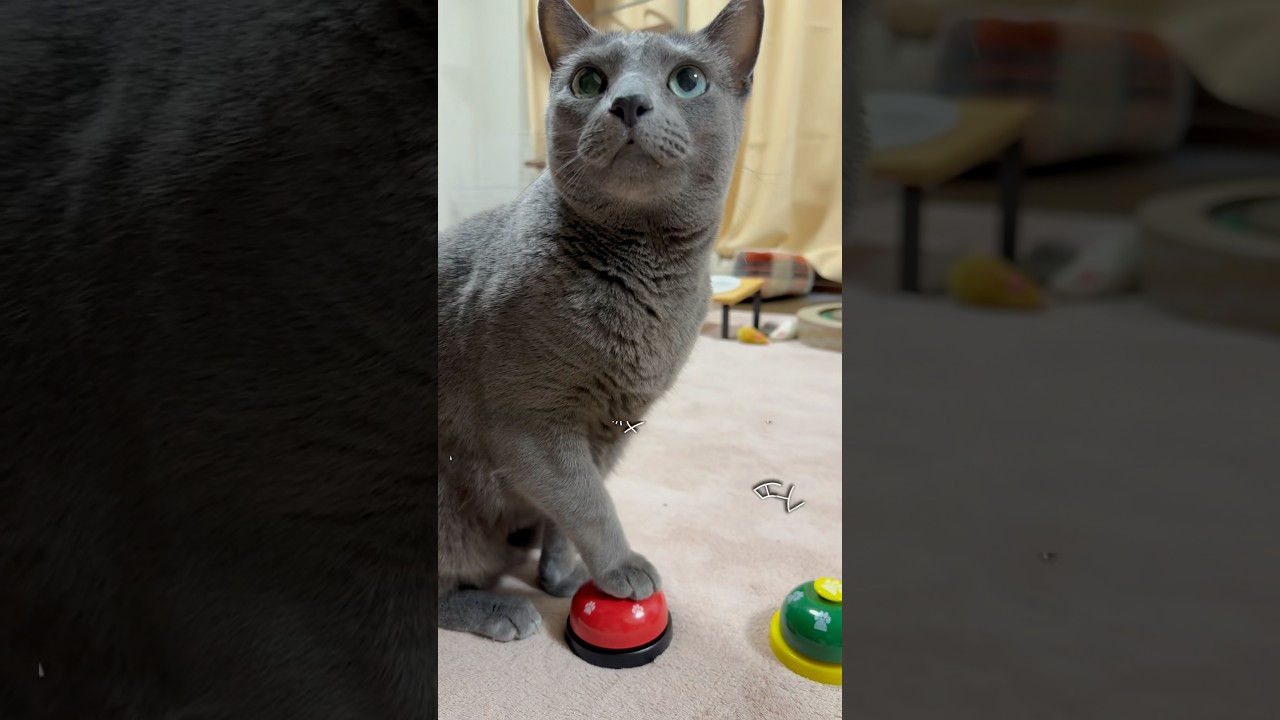 【ロシアンブルー】めろん週の始まりも元気におねだり🤗声は...🫢【猫】#shorts