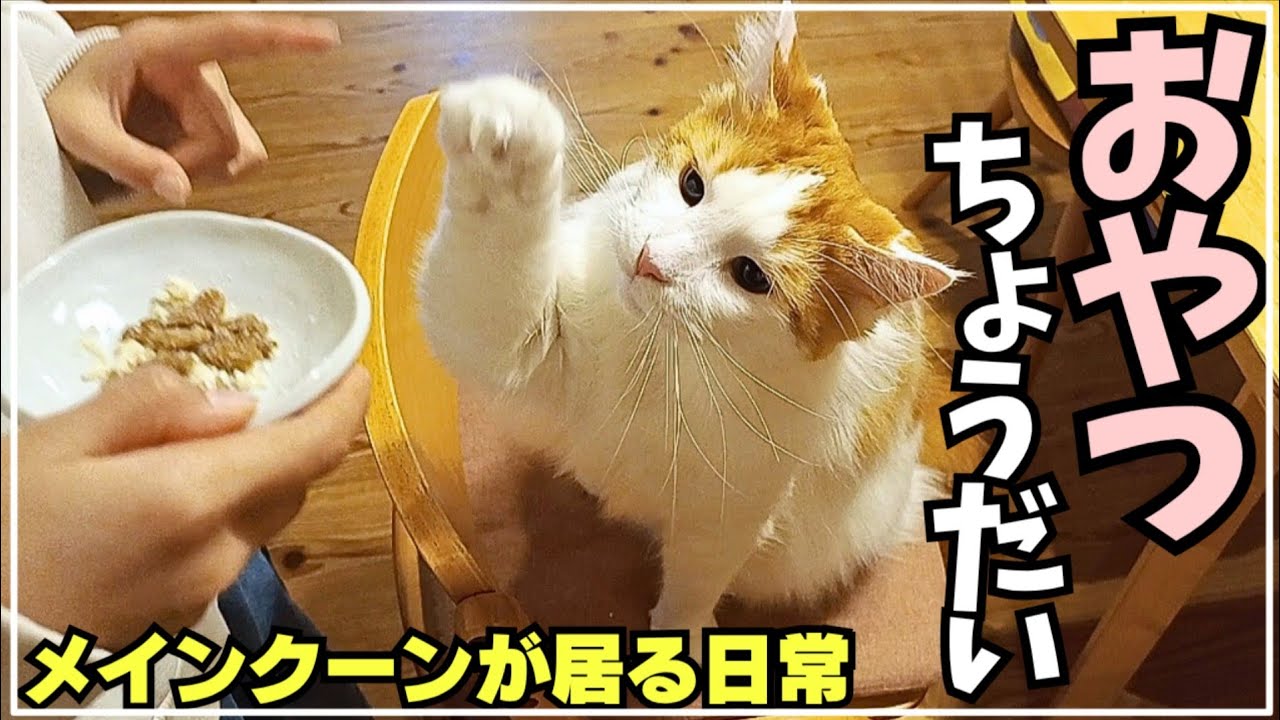 娘のおやつが嬉しすぎる大型猫メインクーン