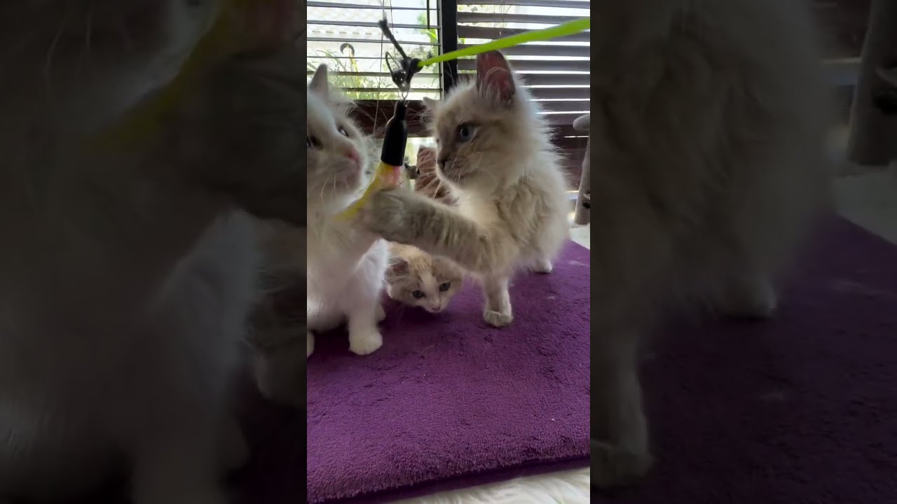 Epic Kitten Showdown: The Sparkle Stage Awaits!