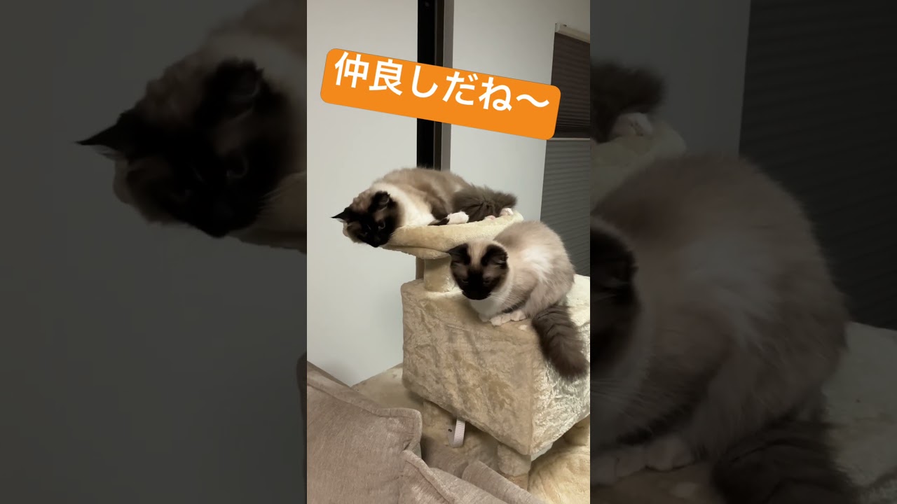 仲良しなラグドール達 #cat #ragdollparcore #ragdoll #猫のいる暮らし #子ネコ #猫好きさんと繋がりたい #ラグドール #保護猫 #猫 #answer