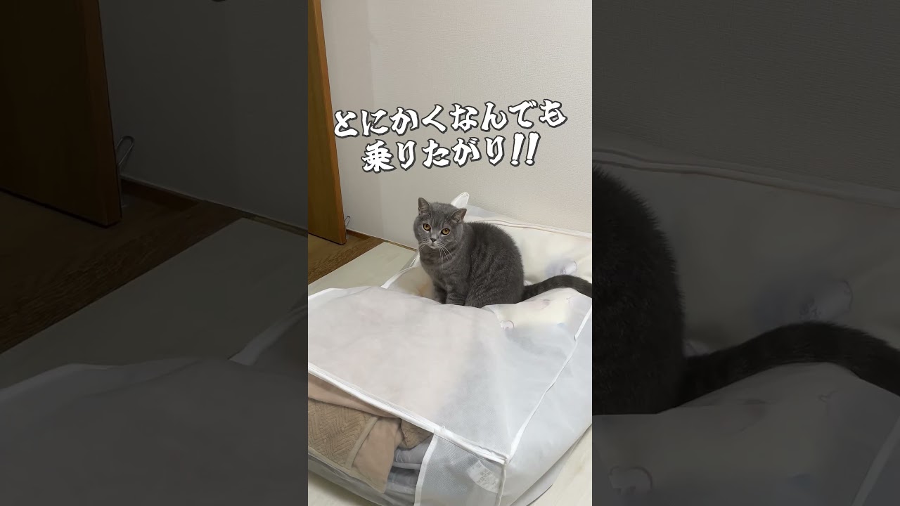 #猫 #cat #猫好きさんと繋がりたい #ねこ #子猫