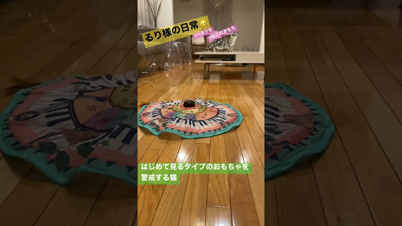 はじめて見るタイプのおもちゃを警戒する猫【マンチカン】