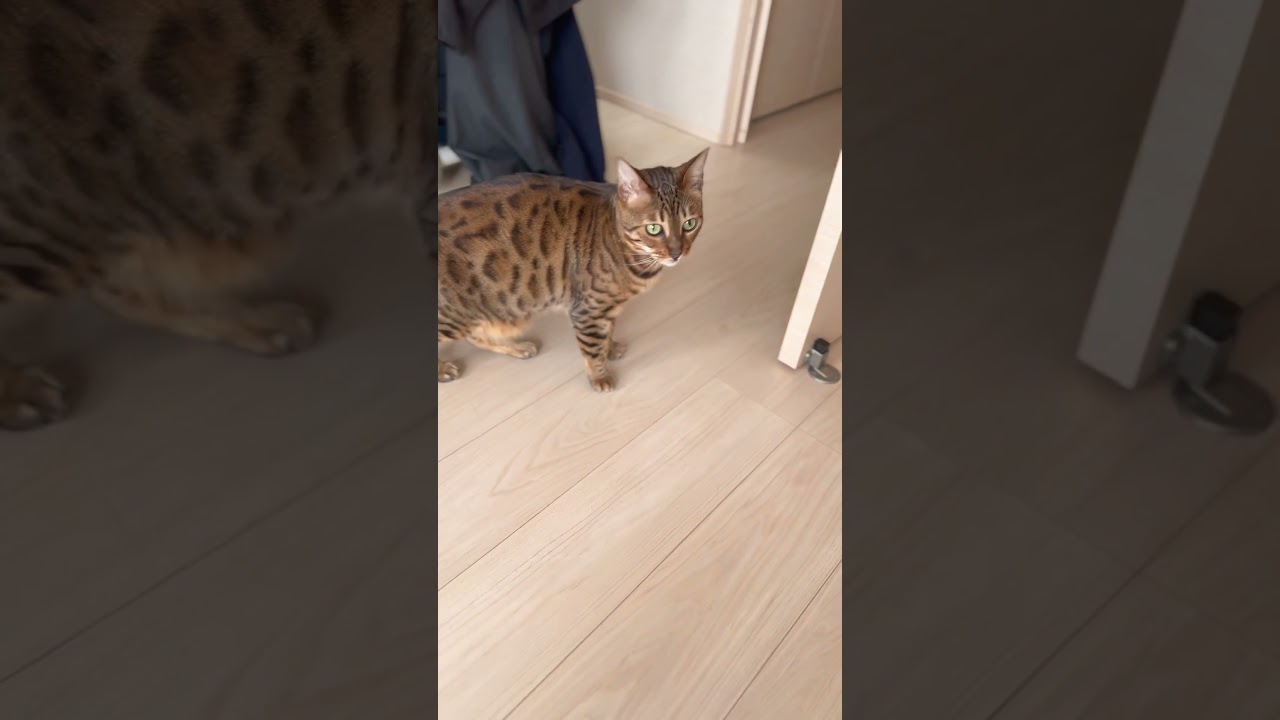 今日のべんがーるず　#ベンガル猫  #ねこ #cat #子ネコ #kitten #ねこかわいい #好きな子猫 #ねこ