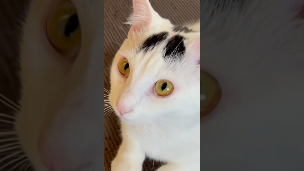 スーパーモデルの目の大きさ。可愛い猫ミルク#保護猫 #ねこ #猫のいる暮らし #shorts