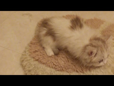 ご報告にゃんず🐱#live #live配信#ライブ#ライブ配信#ライブ配信中 #猫配信#猫動画#ミヌエット#ラガマフィン#ラグドール##ねこ#ネコ#子猫#cat#cute#ragdoll#minuet