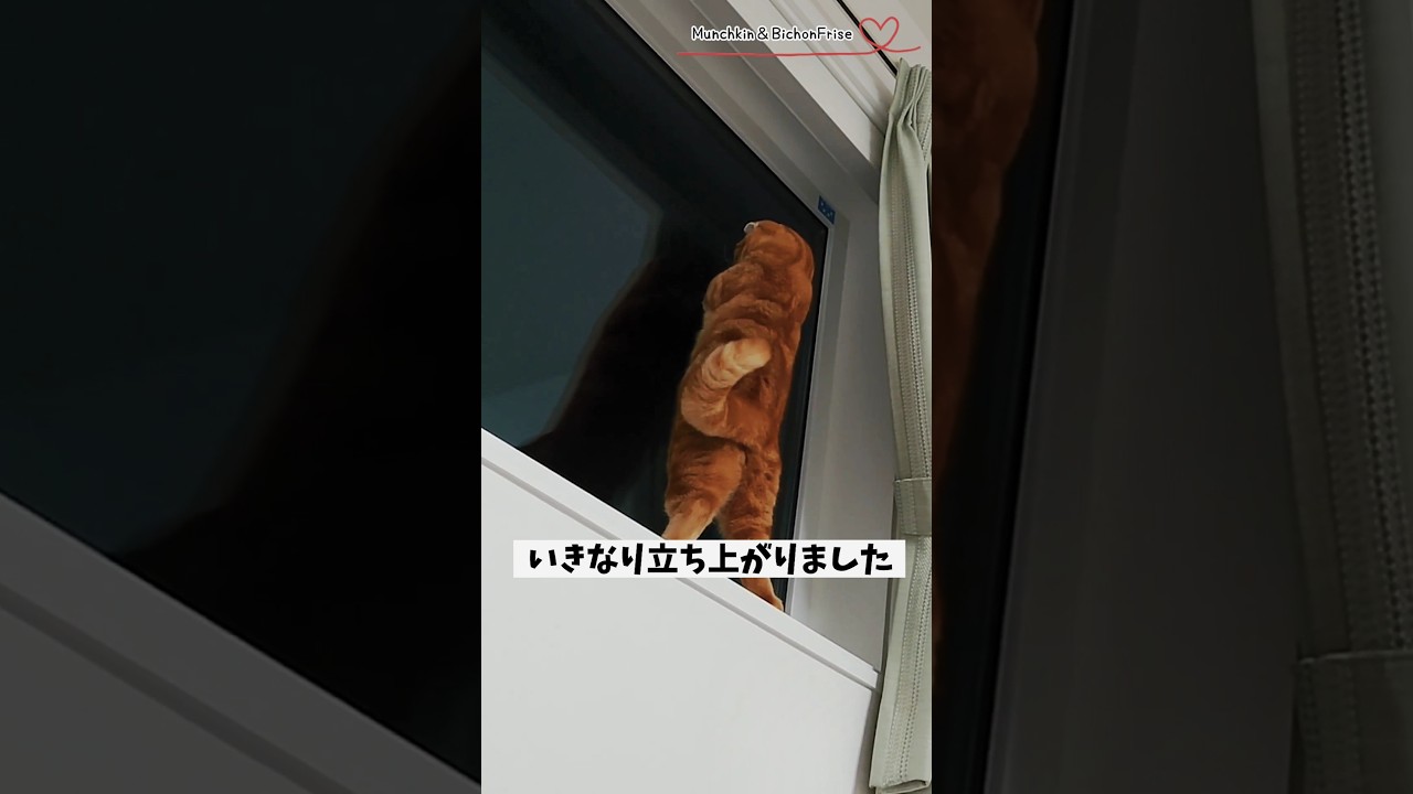 【マンチカン】自宅警備員の短足猫は夜もにゃるそっくに余念がありません【犬と猫、両方飼ってると毎日かわいい♥】