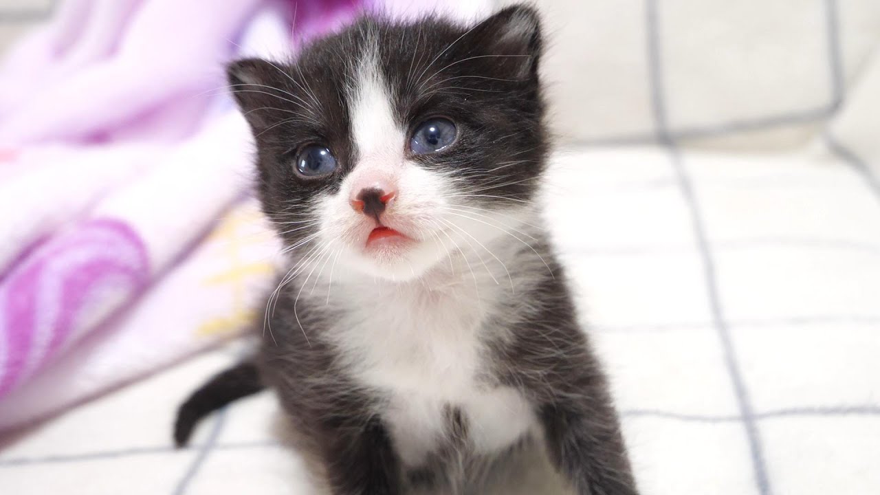 ミルクを作るママの姿を上目遣いで見つめる子猫がミルクの登場を待つ【赤ちゃん猫　保護猫】