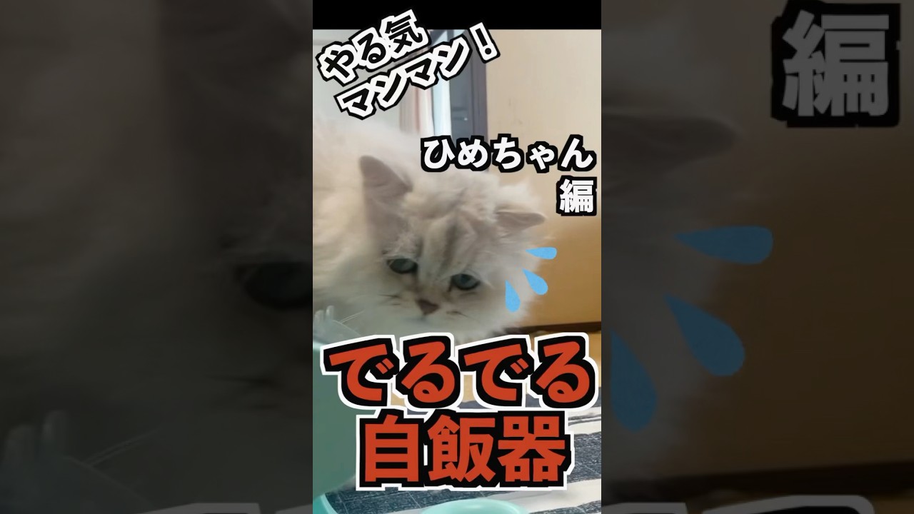 出るまで回す⁉️ひめちゃんのでるでるチャレンジおやつの匂いに夢中#ペルシャ猫 #ねこのいる生活 #でるでる #cat
