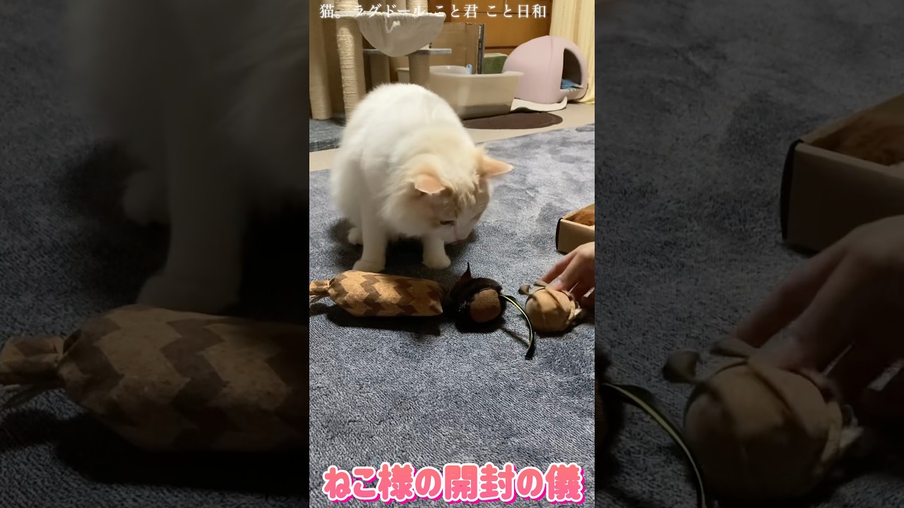猫。開封の儀#shorts