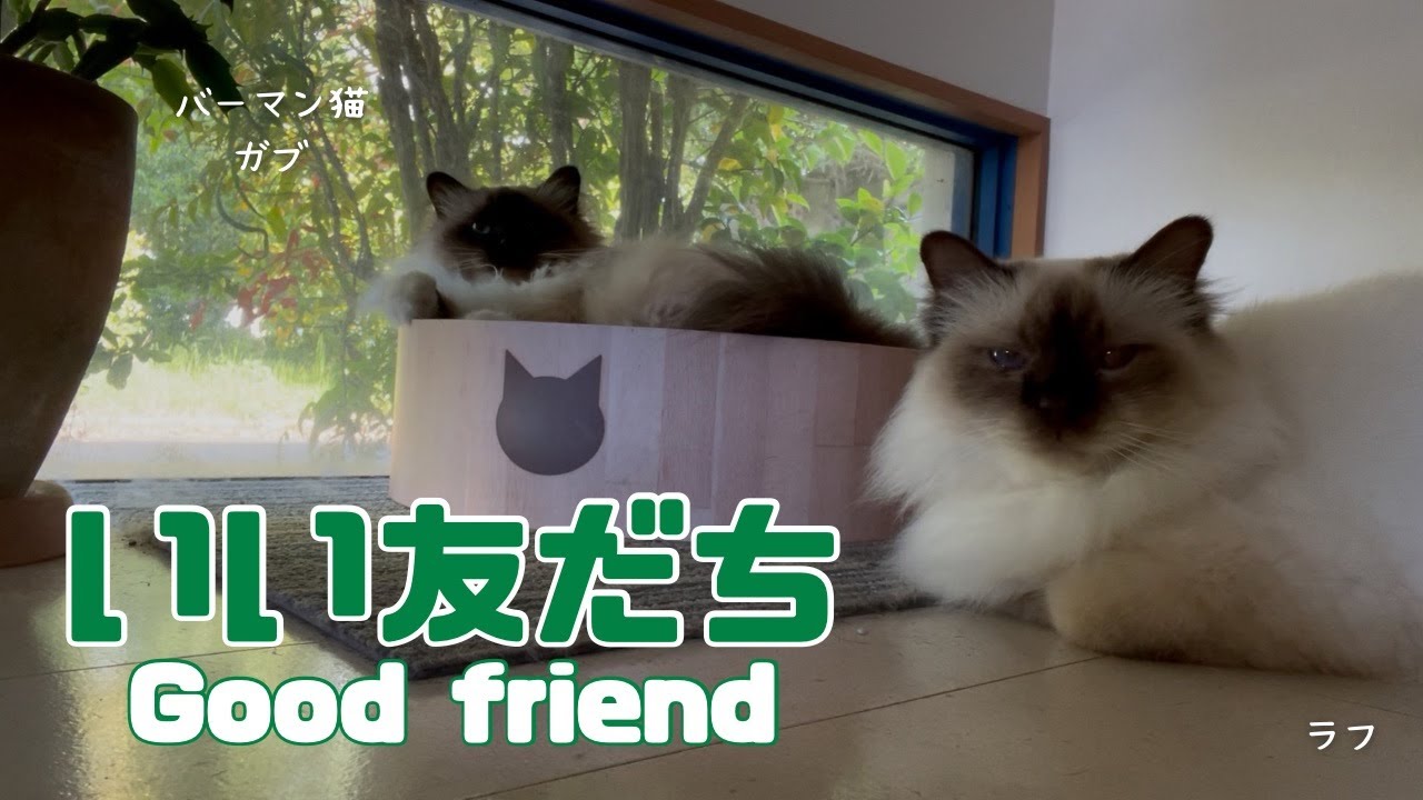 バーマン猫ガブとラフ【いい友だち】Good friend（バーマン猫）Birman/Cat