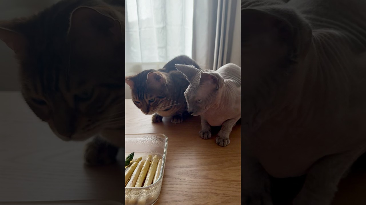 ママの食事を見張る毛のない猫たち【スフィンクス】