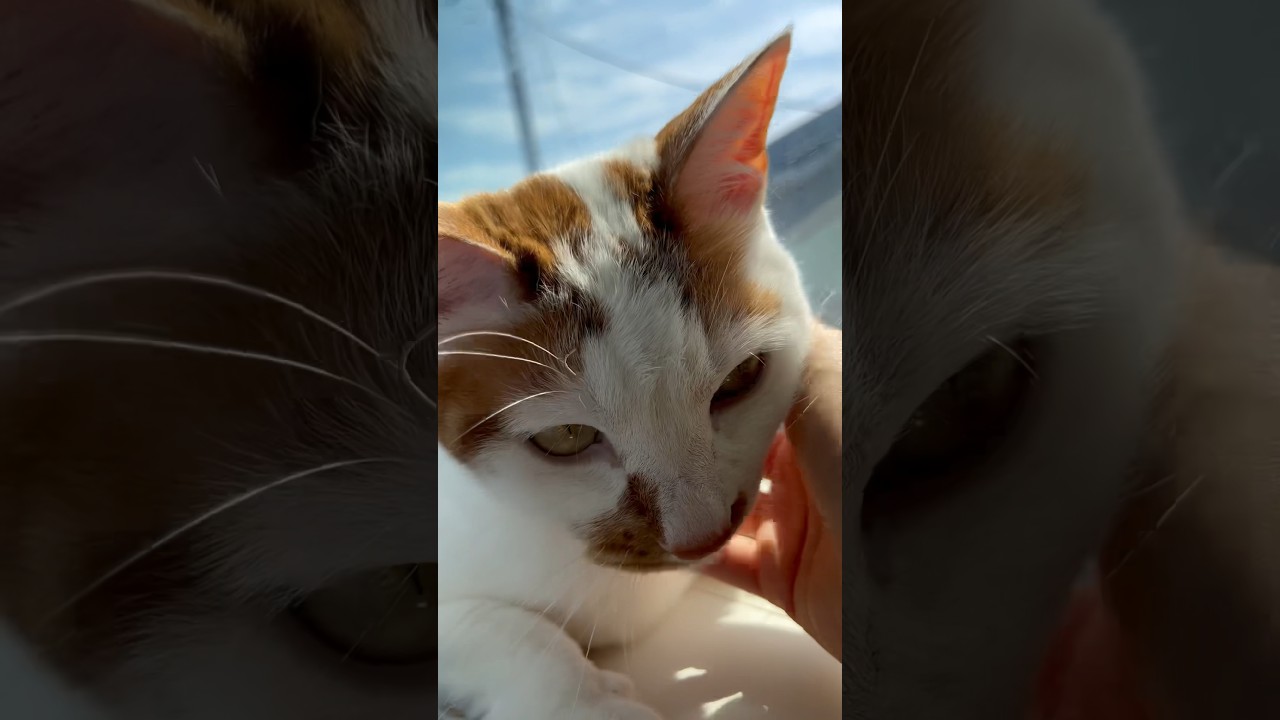 甘えん坊な猫 #cat #日本猫 #保護猫