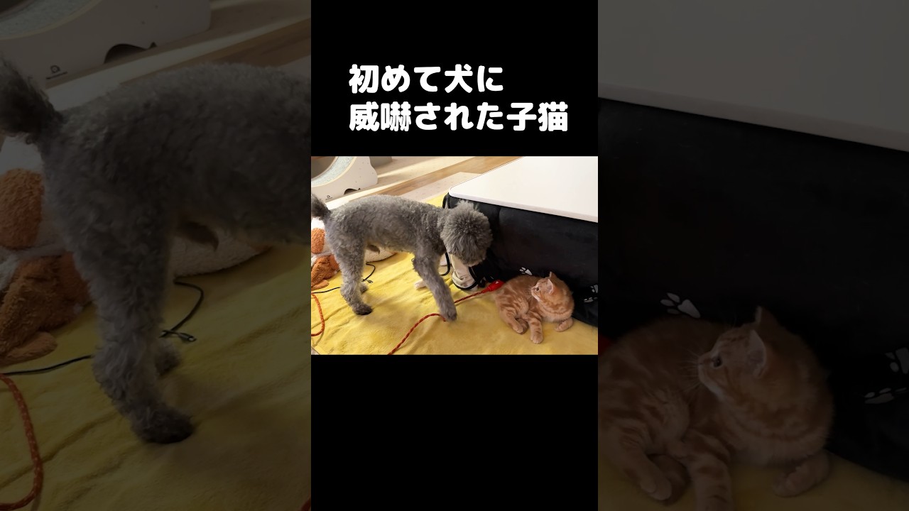 初めて犬に威嚇された子猫はこうなる...笑#shorts