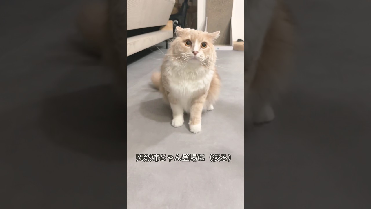 なぜか困惑する猫🐱　#サイベリアン #cat #今日のもうふ #猫好きさんと繋がりたい #猫のいる暮らし #ネコ #ねこのいる生活 #猫動画 #ネコショート #びびり #可愛い猫 #いやしねこ