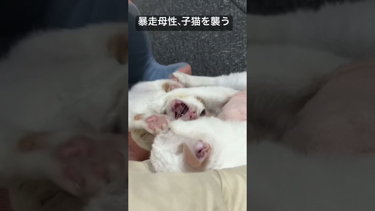 暴走母性、子猫を飲み込む排泄介助 #cat  #猫  #ねこ  #保護猫 #cute #猫のいる暮らし #子猫 #こねこ #kitten #shorts