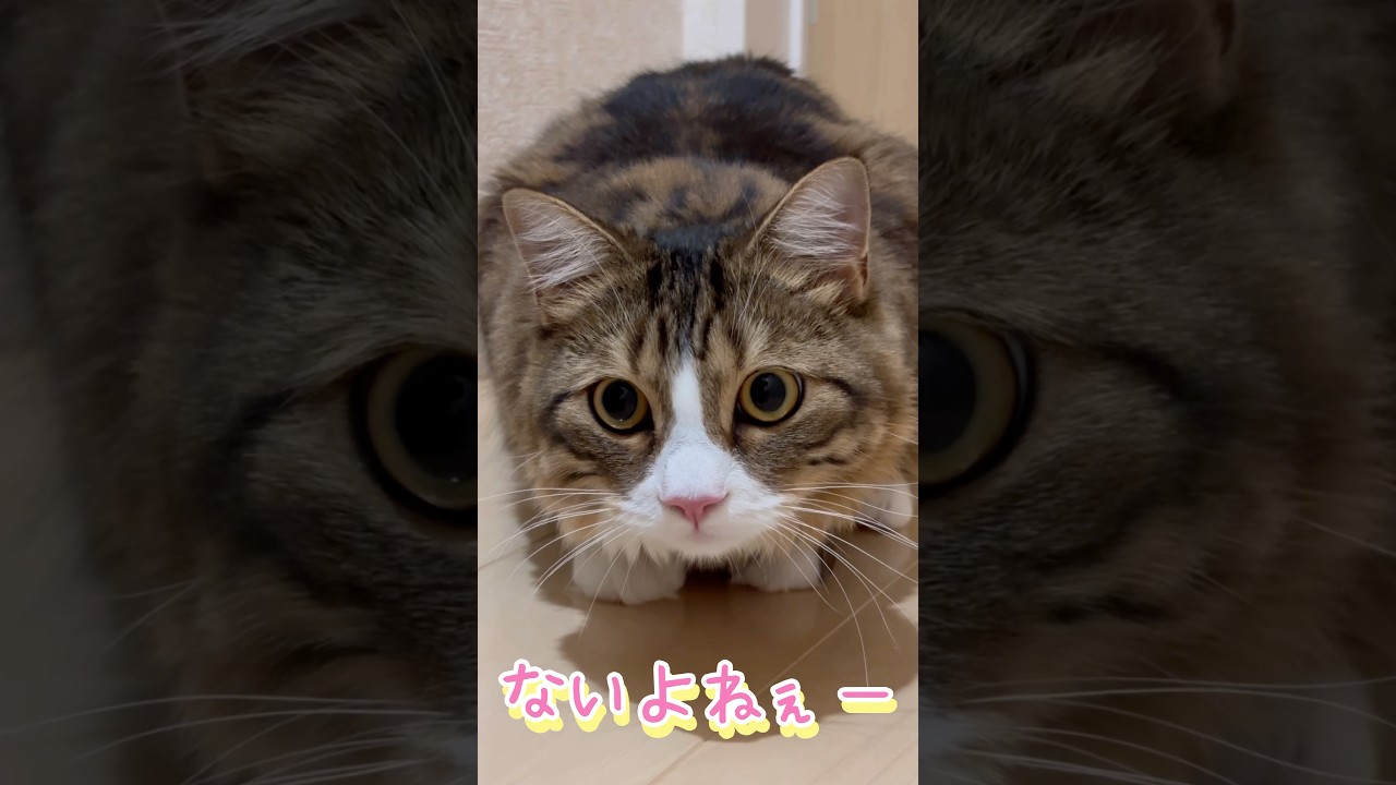めっちゃ👀見てる猫さん🐱2#マンチカン#cat #猫 #ねこ #かわいい #shorts