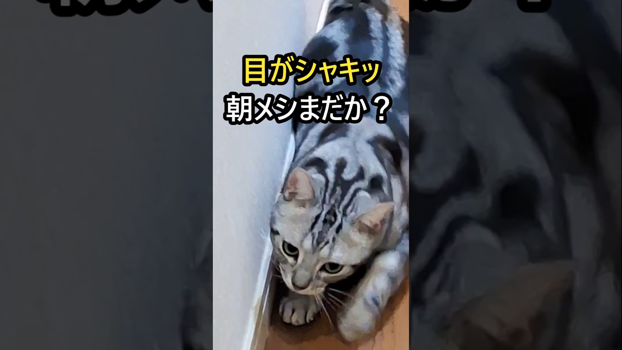 ｢#アメショ の男の子 キリアンの日常 朝飯まだか？｣ #shorts  #アメリカンショートヘアー #ねこ #猫  #猫癒し #catshorts