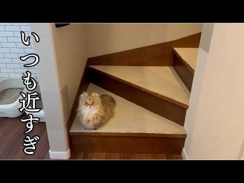 帰宅すると可愛い鳴き声で甘える猫に癒される！