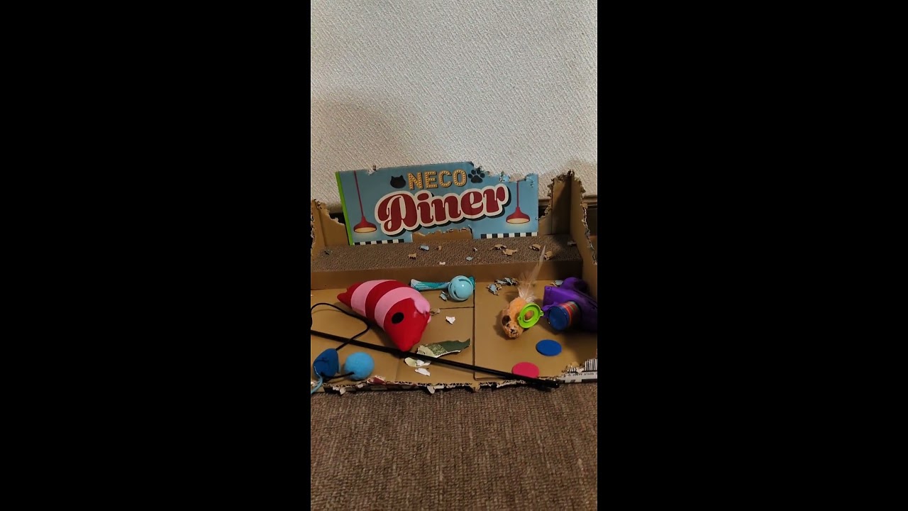 【シャム猫】猫ダイナー崩壊の軌跡【保護猫】 #cat #いやし #猫のいる暮らし #ねこ #catshorts #保護猫 #猫ダイナー  #猫あるある #癒し猫 #マロンちゃんネル