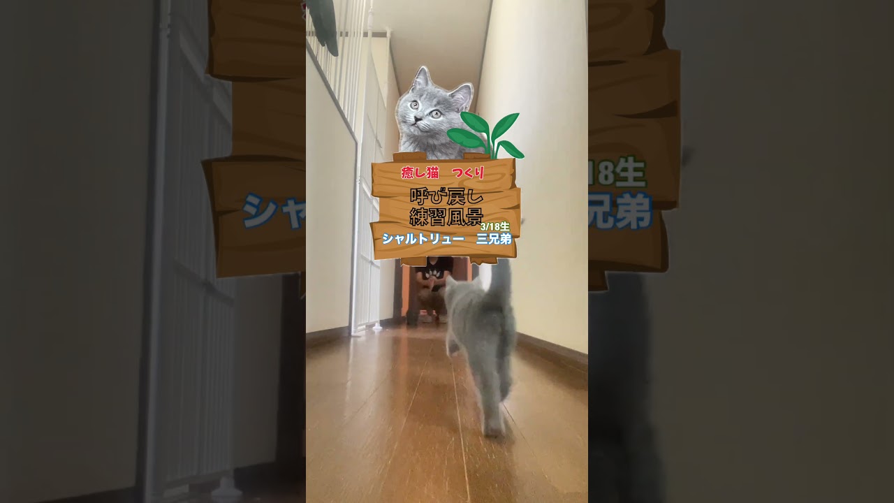 #shorts 【猫とコミニュケーション】子犬の様に後追いするシャルトリュー子猫 #シャルトリュー  #猫好きさんと繋がりたい