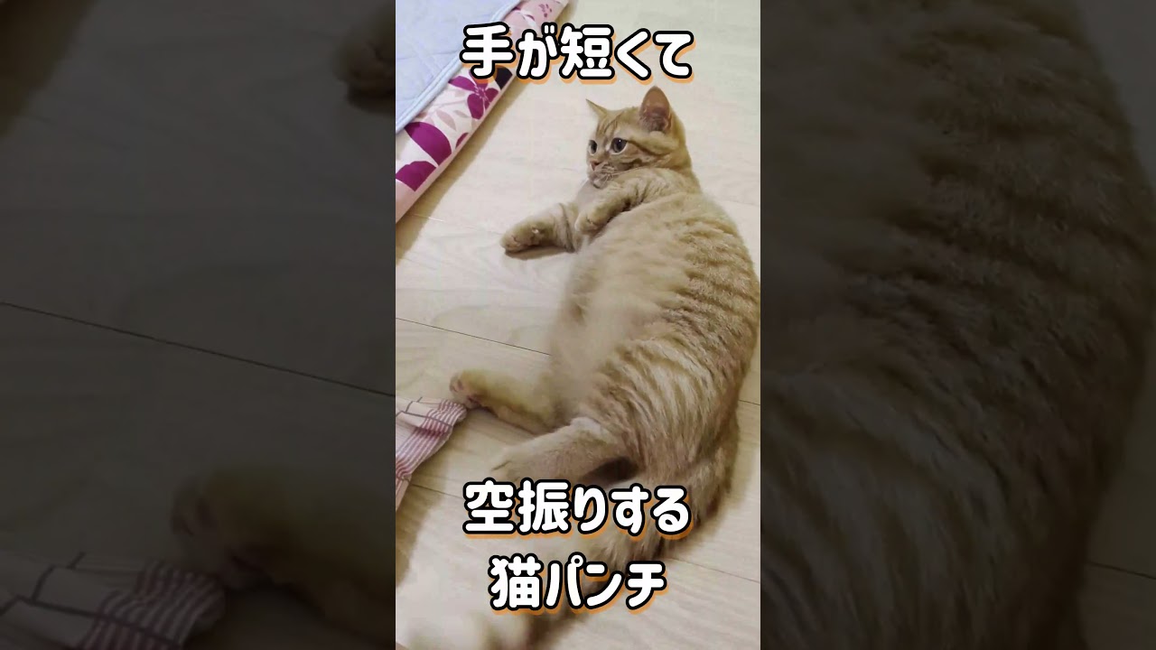 猫パンチが届かないマンチカンＷ 　#マンチカン　#子猫　#やんのかステップ　#癒し #かわいい#cat #子ネコ #やんのかステップ