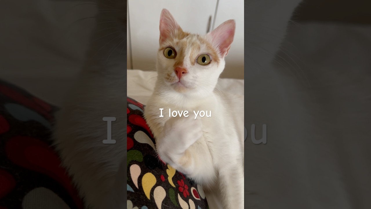 The Danger of Getting a Cat (猫を飼うことの危険性)