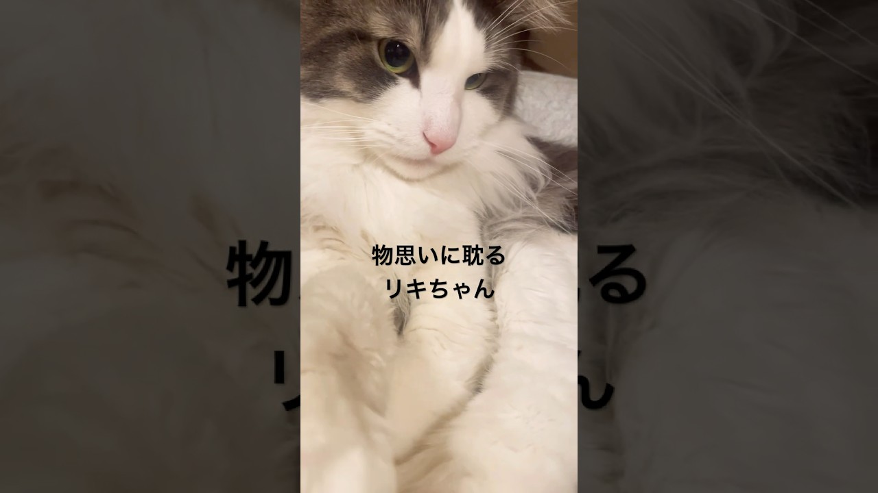 物思いに耽る猫#ノルウェージャンフォレストキャット #今日のにゃんこ #悩み事