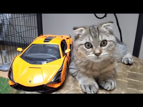 【ランボルギーニRC】マンチカン子ネコに買ったけど嫌みたい