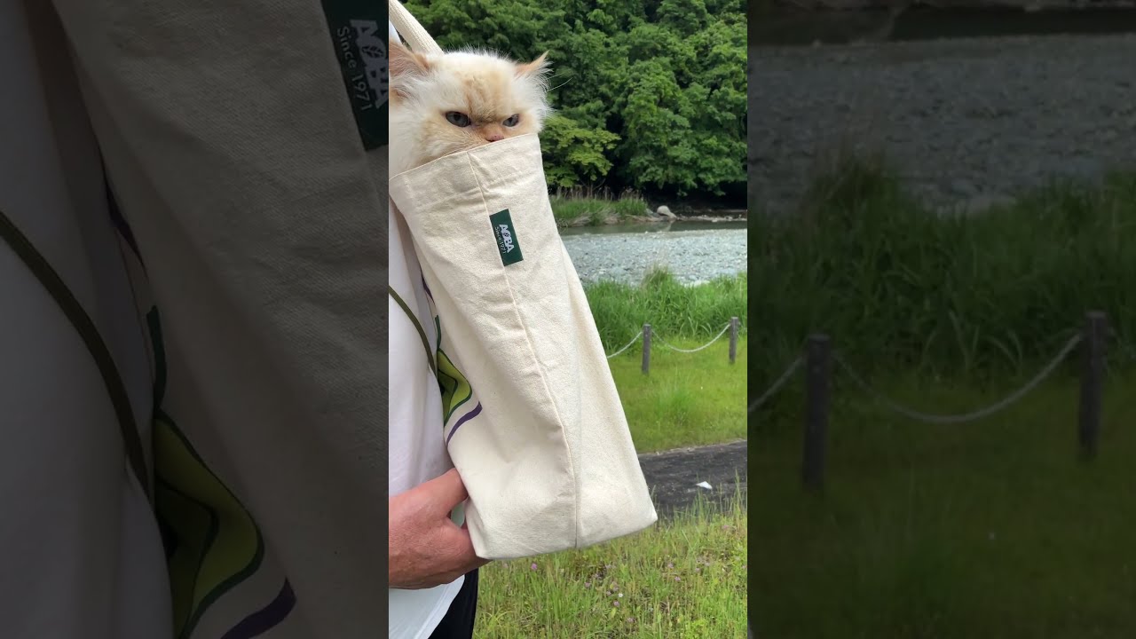 ♥チーノの日常【🐱…川…気持ちがいい…】ホワイトヒマラヤン14歳（約72歳）　#shorts　#cat　#pets　猫好き　癒し