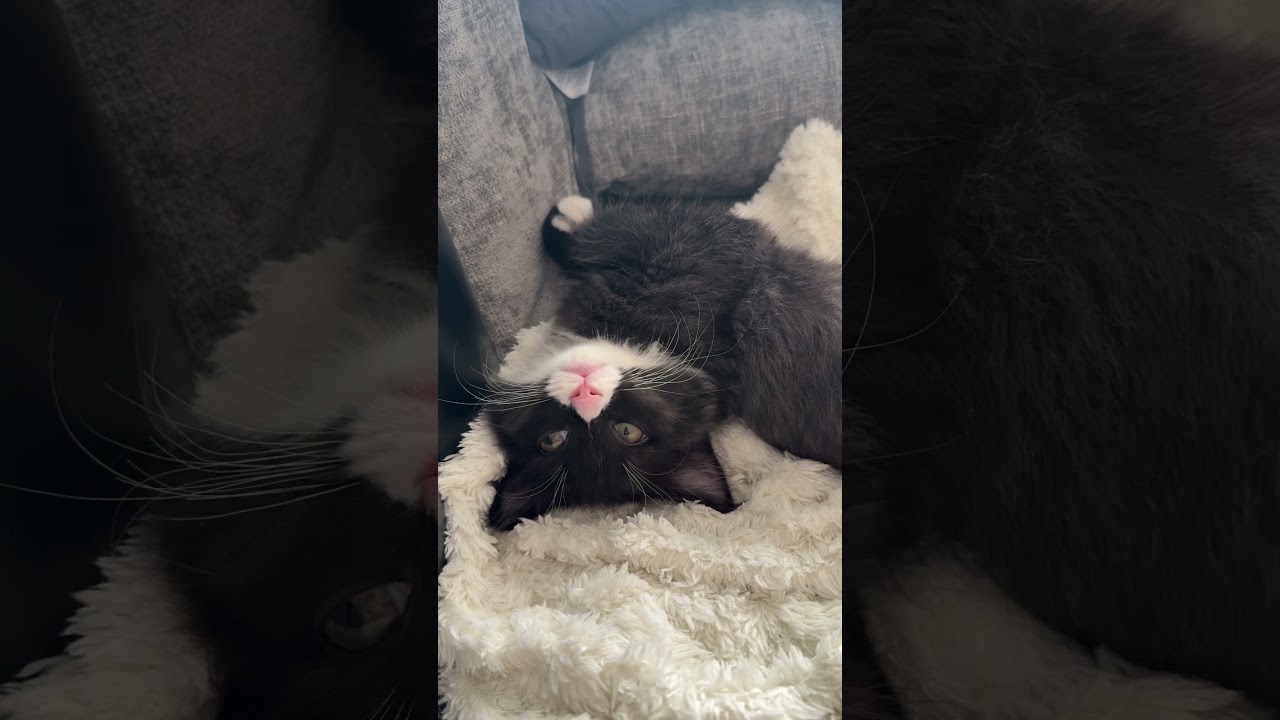生後3ヶ月子猫の寝落ちの瞬間🐱 #ラグドール #ブルーポイントバイカラー#ラガマフィン #子猫 #猫 #猫のいる暮らし#猫のいる生活 #ねこのいる生活 #ハチワレ#エマちょび #黒猫