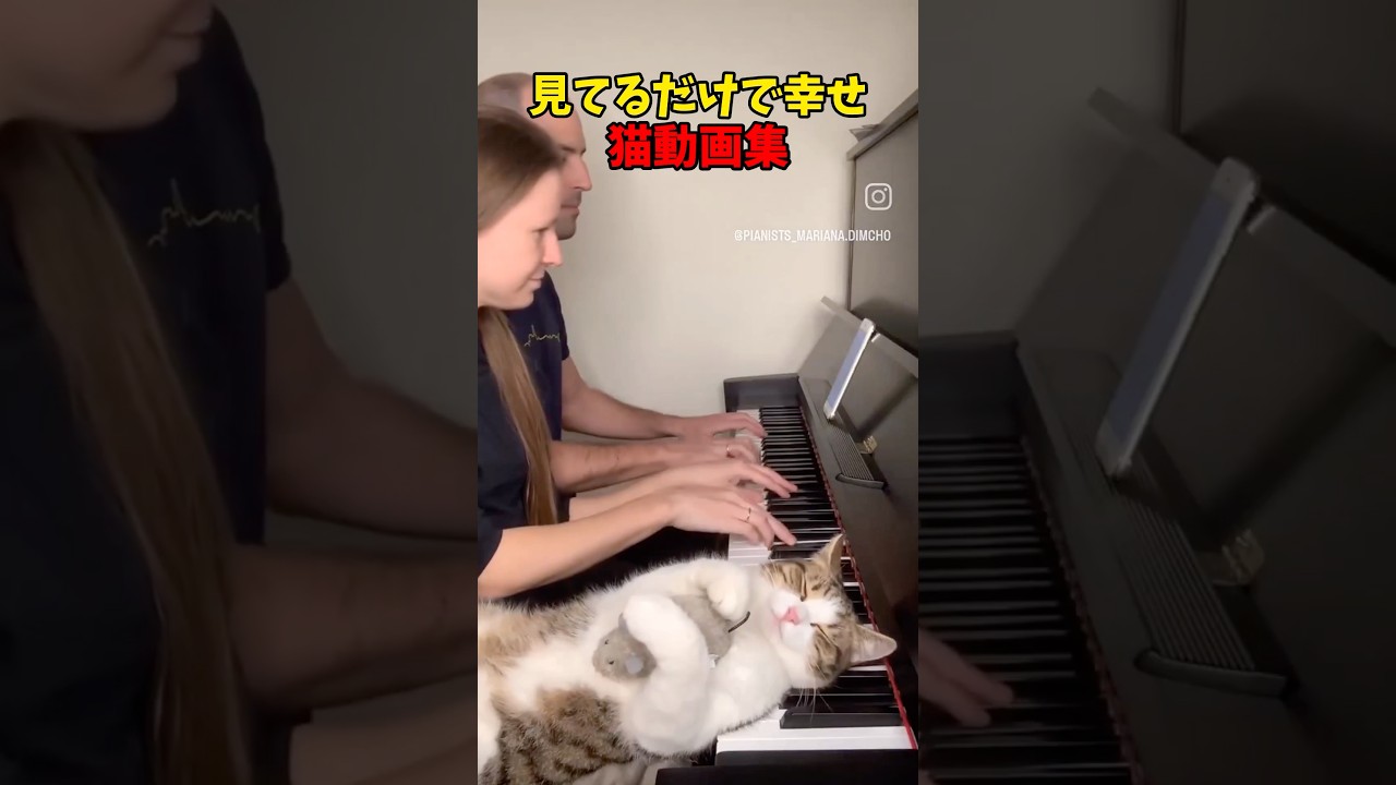 幸せです❤️ #猫 #cat #cats #cute