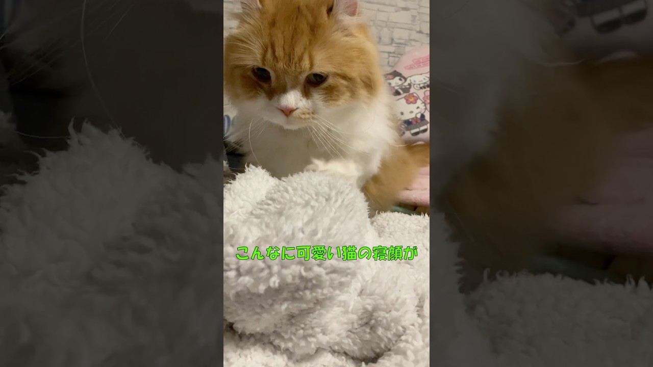 寝顔がひどすぎる  #cat #猫のいる暮らし #アメリカンカール