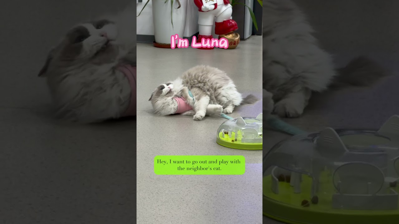 Luna's Daily #cat #office #daily
