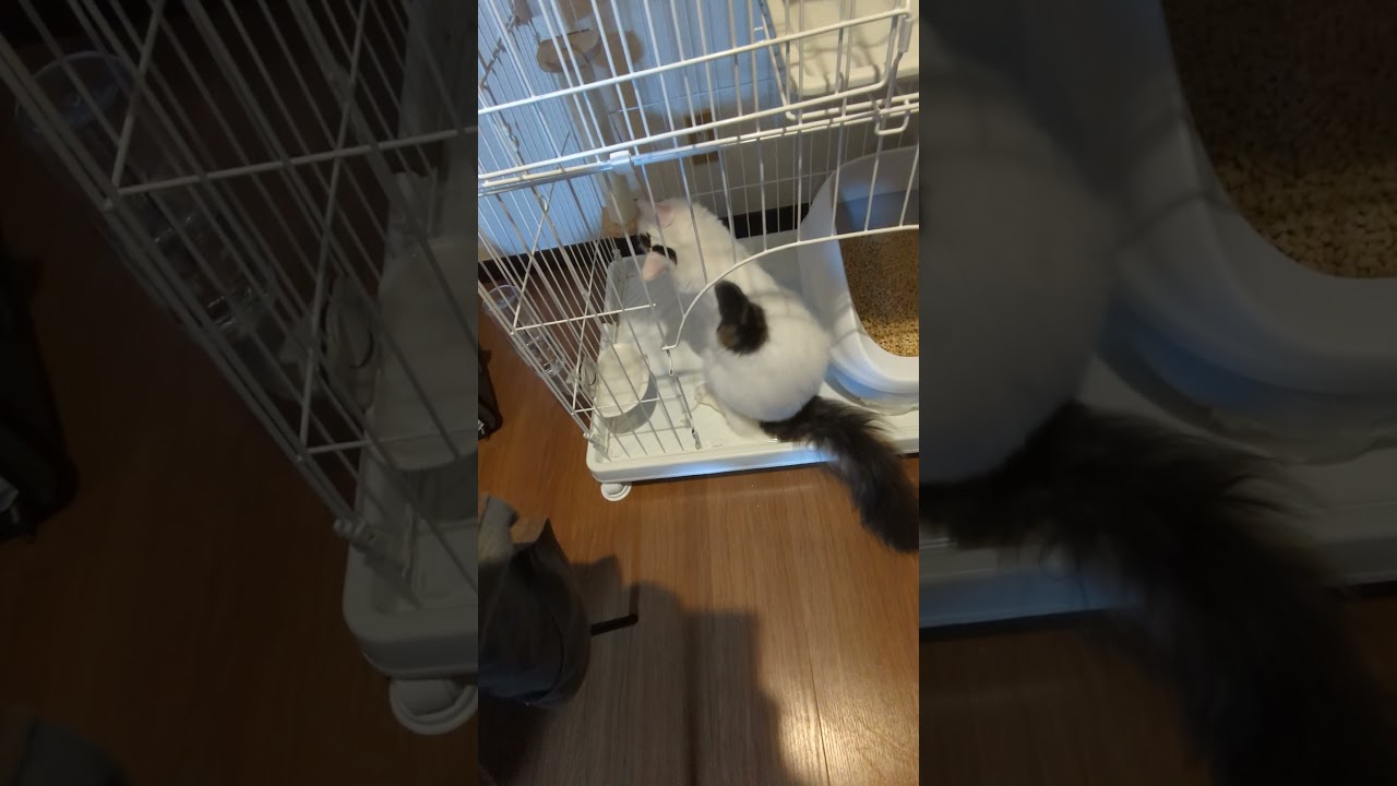 爪とぎだと分かっていない/He doesn't recognize the scratching post. #保護猫 #ターキッシュバン #Turkish Van
