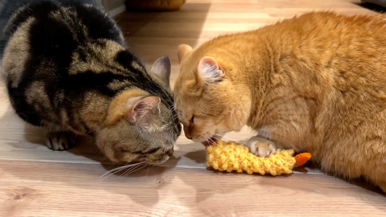 愛猫にエビフライをあげたら取り合いになった！